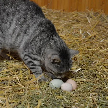 Appartamento Michlhof